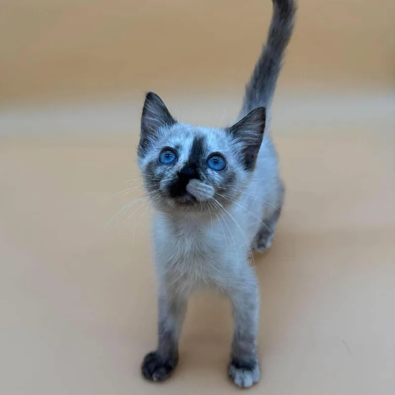 A baby small-sized female Domestic Short Hair cat named Moxie for adoption in Plainfield, IL