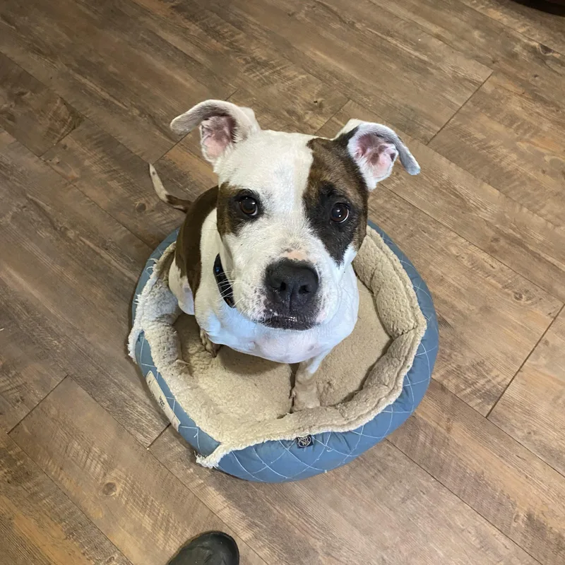 An adult medium-sized female American Bully dog named Ziva for adoption in Pottsboro, TX