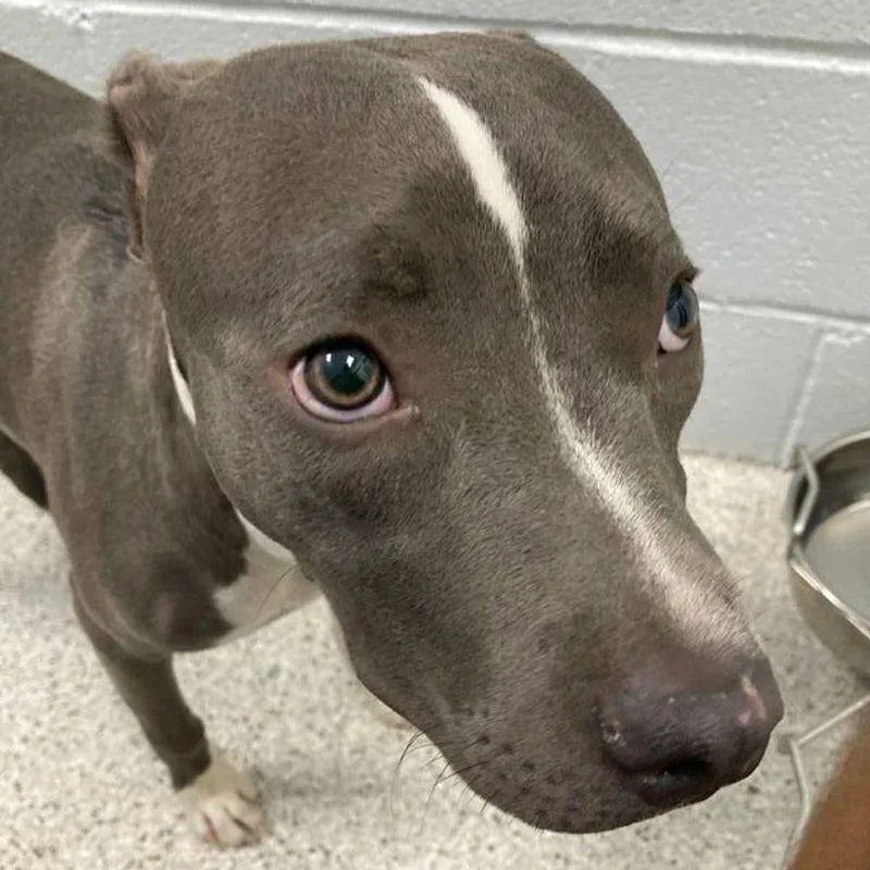 A young medium-sized female Gray / Blue / Silver American Staffordshire Terrier dog named Dottie for adoption in Lake Havasu City, AZ