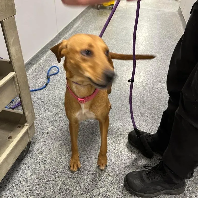 An adult small-sized female Golden Mixed Breed dog named Marnie for adoption in Jeffersonville, IN