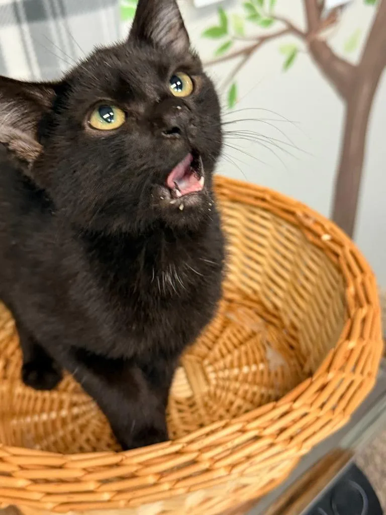 A baby small-sized male Domestic Short Hair cat named Nixon for adoption in Algona, IA