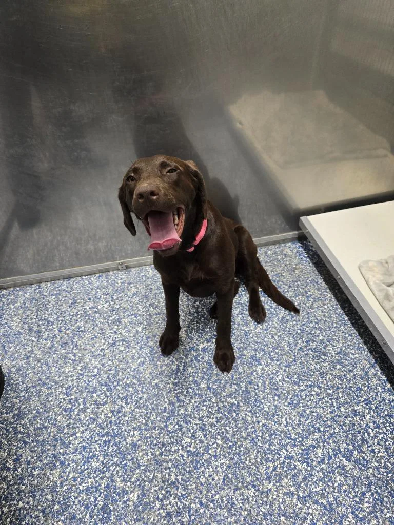 A baby large-sized female Labrador Retriever dog named Aesha for adoption in Maumelle, AR