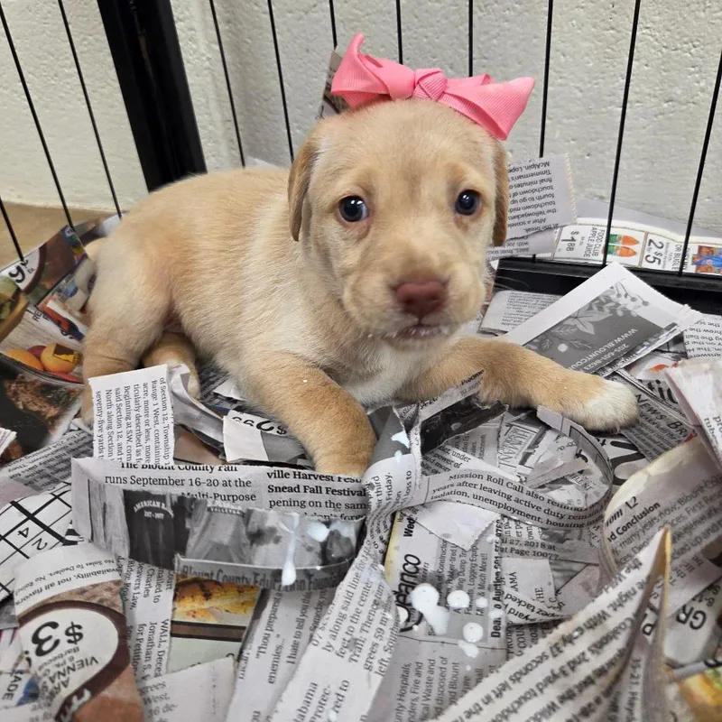 A baby large-sized female Yellow / Tan / Blond / Fawn Retriever dog named Bernadette Penny for adoption in Huntsville, AL