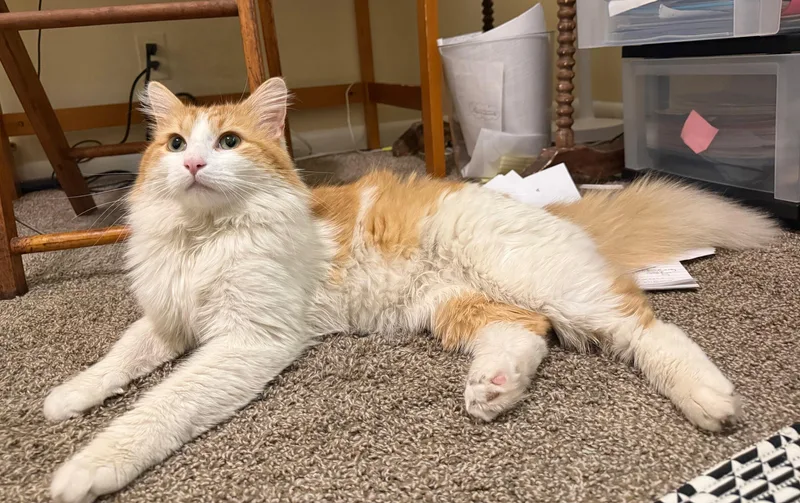 An adult large-sized male Orange & White Domestic Medium Hair cat named Benson Chill for adoption in Arlington, VA