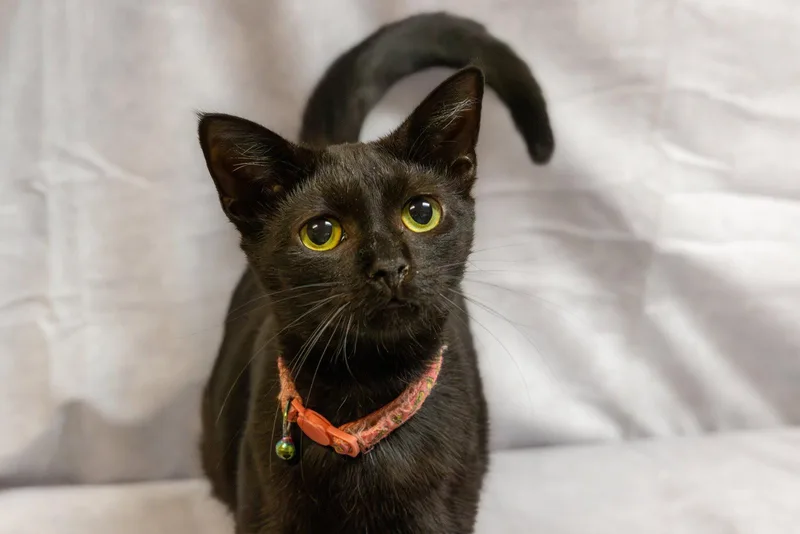 A baby medium-sized female Black Domestic Short Hair cat named Soot for adoption in Cary, NC