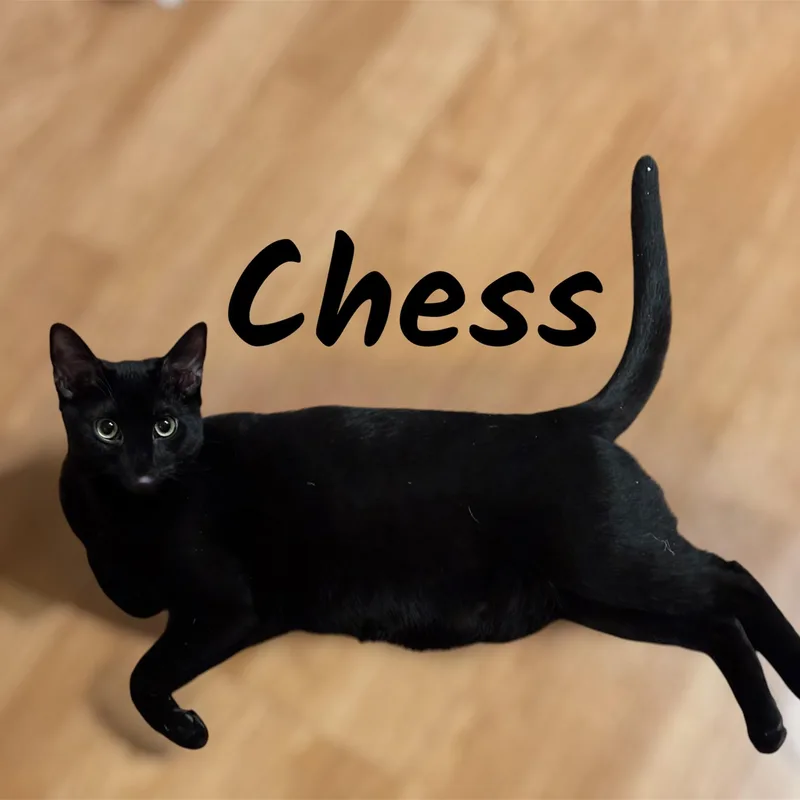 A young small-sized female Domestic Short Hair cat named Chess for adoption in Auburn, CA