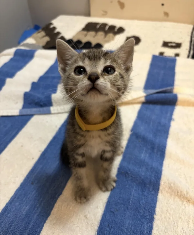 A baby medium-sized female Tabby (Brown / Chocolate) Tabby cat named Eden for adoption in Grand Haven, MI