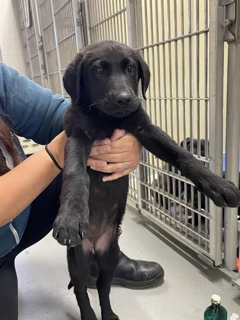 A baby small-sized female Labrador Retriever dog named Pattie Gonia for adoption in Santa Cruz, CA