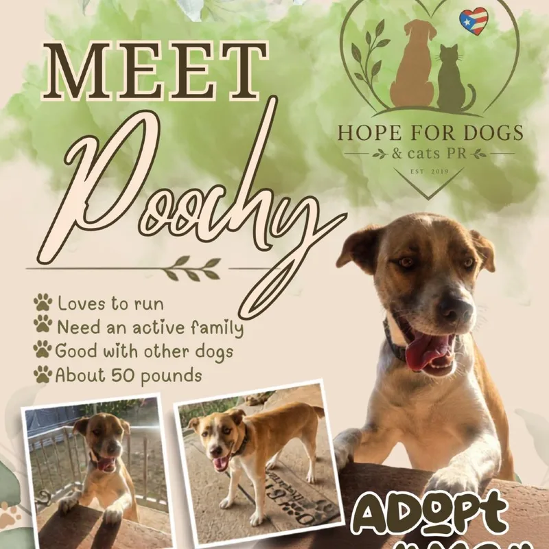 An adult medium-sized male Brown / Chocolate Labrador Retriever dog named Poochy for adoption in Pleasant Valley, NY