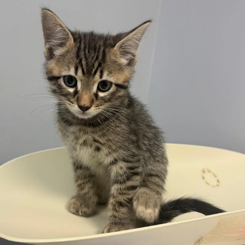 A baby small-sized male Brown / Chocolate Domestic Long Hair cat named Bog for adoption in Columbus, GA