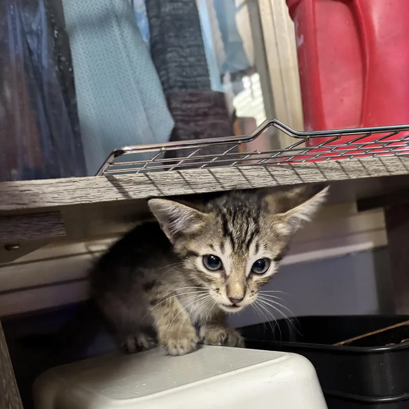 A baby medium-sized male Tabby (Buff / Tan / Fawn) Domestic Short Hair cat named Bart for adoption in Liverpool, TX
