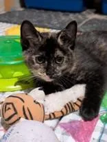 A young medium-sized female Tortoiseshell Domestic Short Hair cat named Georgia PeachBonded to Button for adoption in Manitowoc, WI
