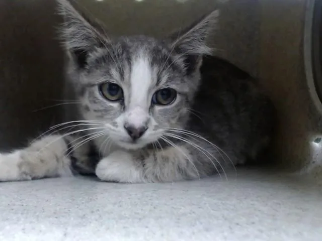 A baby small-sized male Domestic Medium Hair cat named A for adoption in Moreno Valley, CA