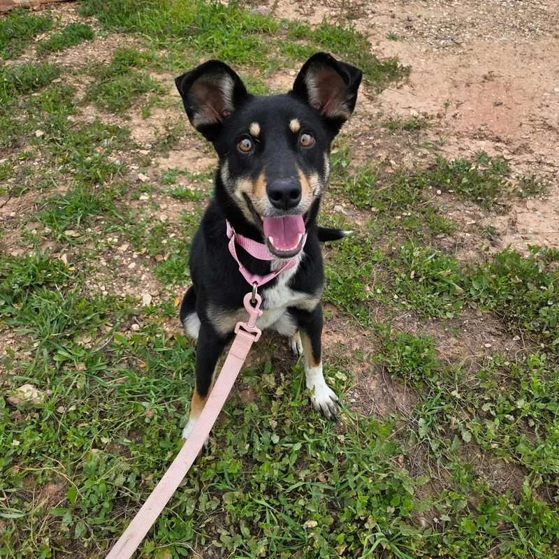 An adult medium-sized female Mixed Breed dog named Josie for adoption in Roosevelt, UT