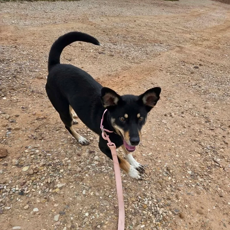 Josie thumbnail 3