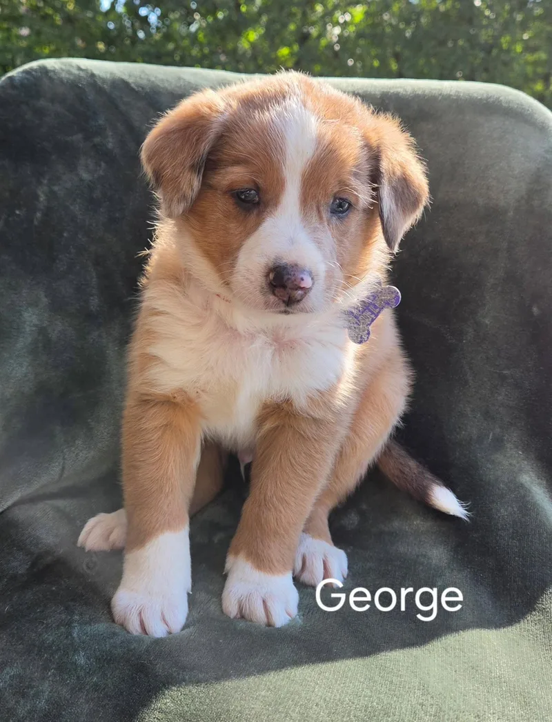 George thumbnail 3