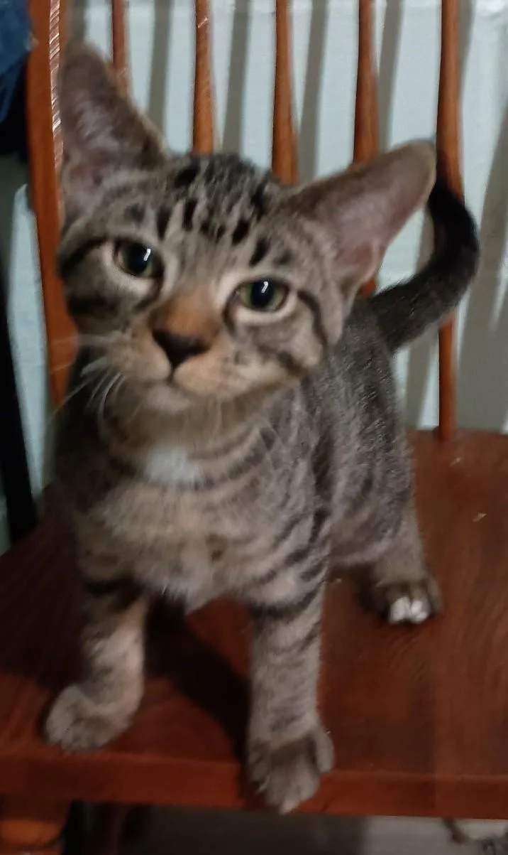 A baby medium-sized female Tabby (Brown / Chocolate) Domestic Short Hair cat named Stevie for adoption in Milwaukee, WI