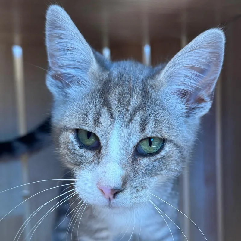 A baby small-sized male Domestic Short Hair cat named Taro for adoption in San Pablo, CA