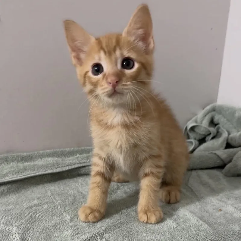 A baby small-sized male Domestic Short Hair cat named Waffle for adoption in Cumming, GA