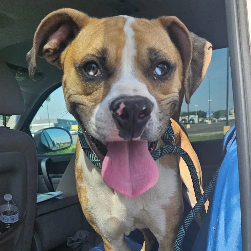 An adult medium-sized male Yellow / Tan / Blond / Fawn Boxer dog named Rokko for adoption in Independence, KS