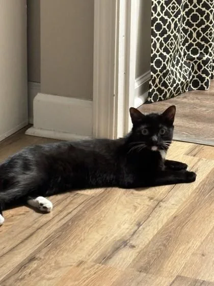 An adult large-sized male Domestic Short Hair cat named Sox Kay for adoption in Savannah, GA