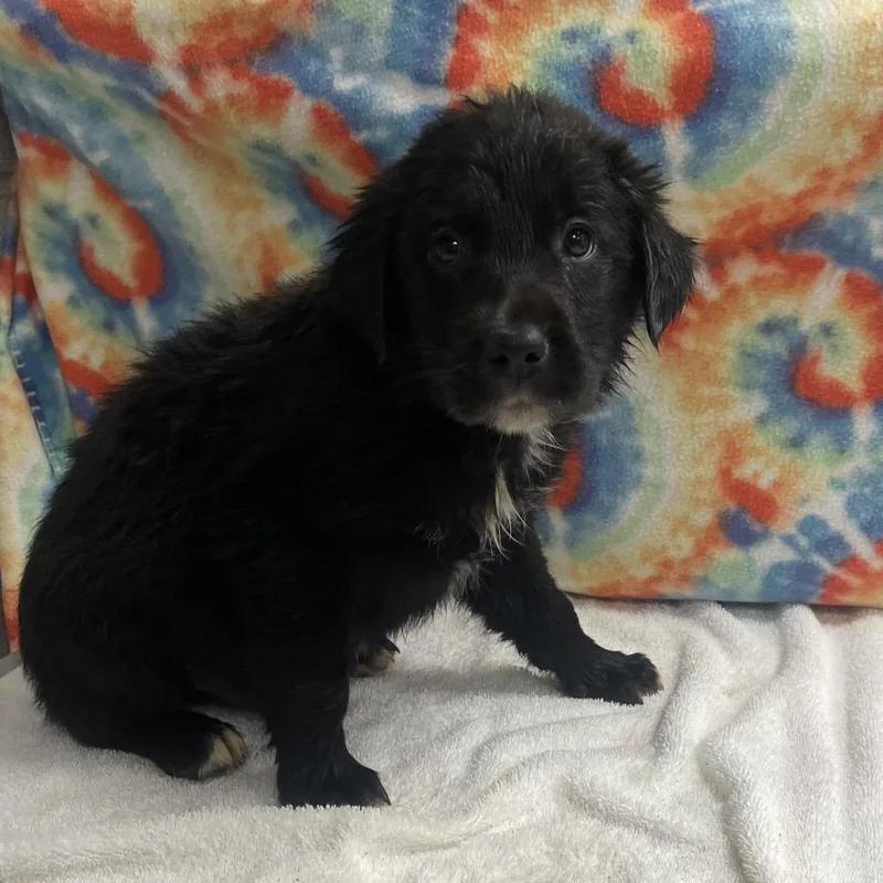 A baby medium-sized male Black Australian Shepherd dog named Pup  Epona for adoption in Galax, VA