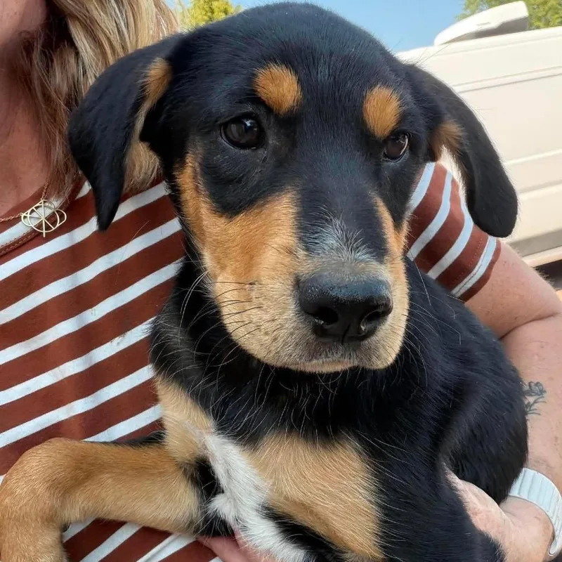 A baby small-sized male Black Mixed Breed dog named Copperfield for adoption in Buffalo, MN