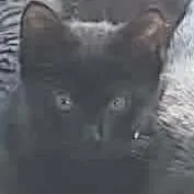 A baby medium-sized female Black Domestic Short Hair cat named Nike for adoption in Mira Loma, CA