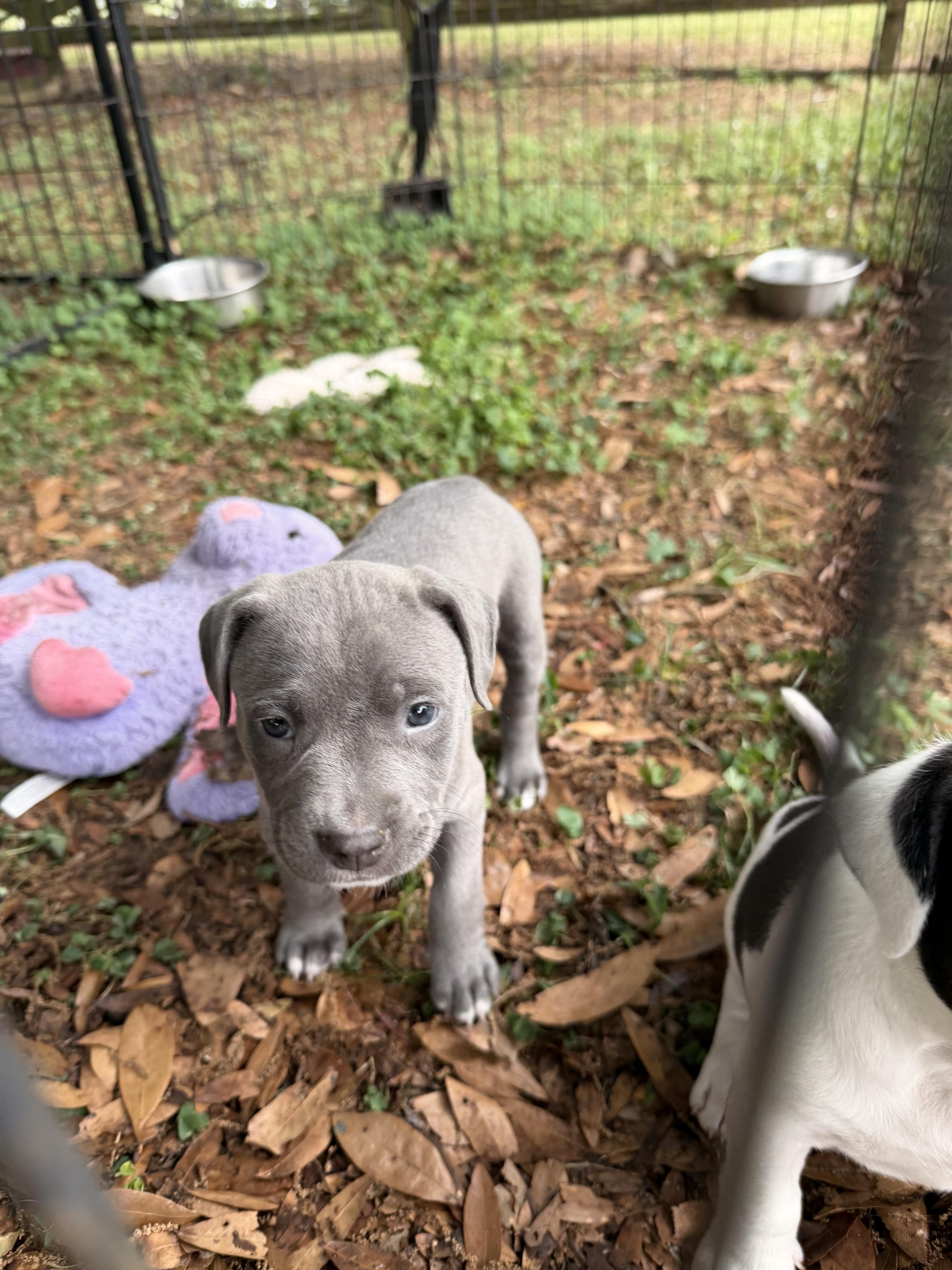 A baby medium-sized male Gray / Blue / Silver Pit Bull Terrier dog named Oompa for adoption in Semmes, AL