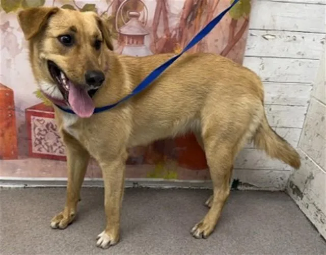A young medium-sized female German Shepherd Dog dog named Autumn Claire for adoption in San Bernardino, CA