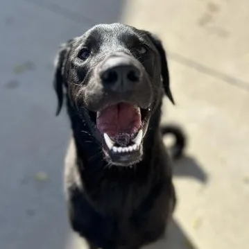 An adult large-sized male Labrador Retriever dog named Koda for adoption in Rapid City, SD