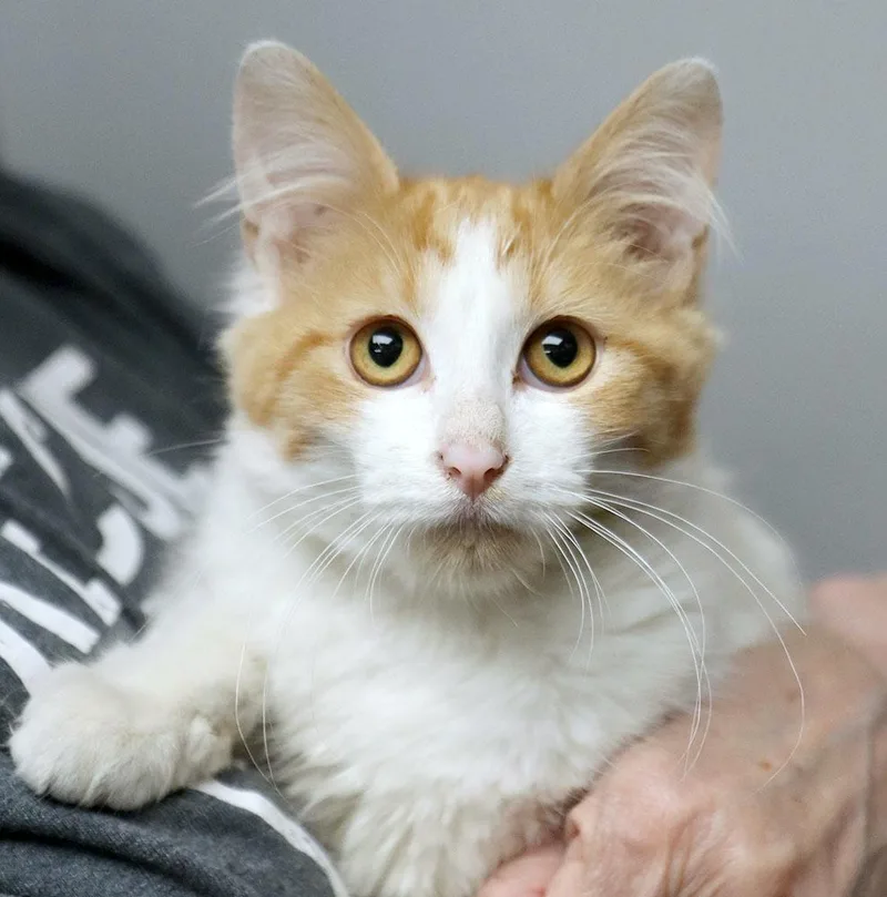 A young medium-sized female Orange & White Domestic Medium Hair cat named Xia for adoption in Kansas City, KS