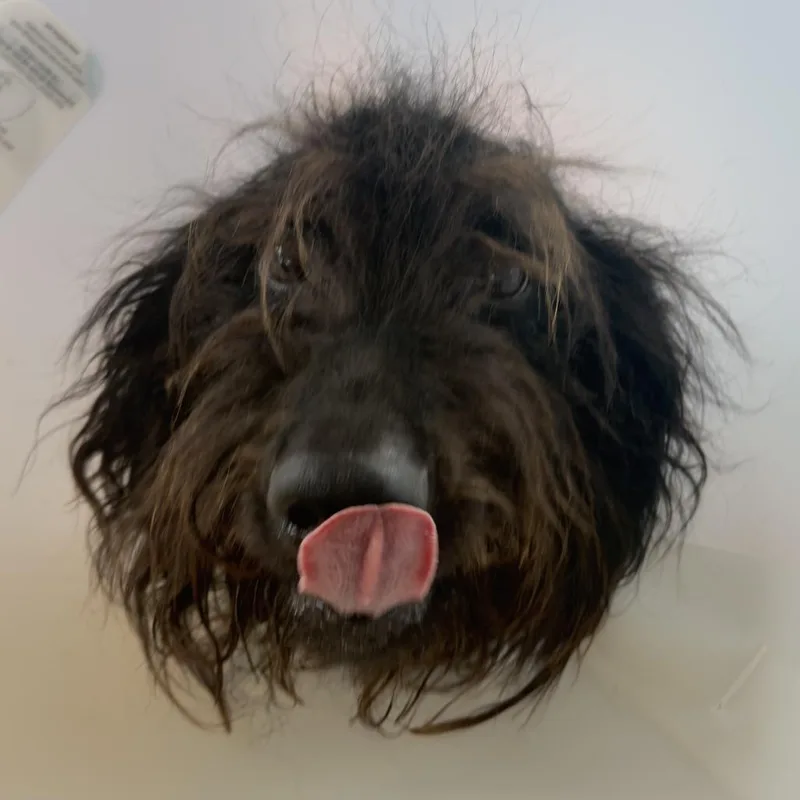 An adult medium-sized male Black Mixed Breed dog named Oodle for adoption in Leander, TX
