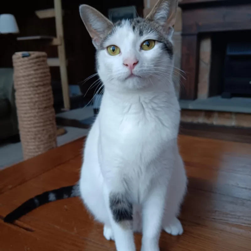 A young medium-sized female Gray & White Domestic Short Hair cat named Kirby for adoption in Woodbury, NJ