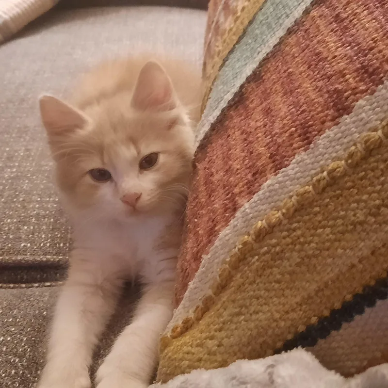 A baby medium-sized male Buff / Tan / Fawn Domestic Short Hair cat named Stewart for adoption in Silverton, OR