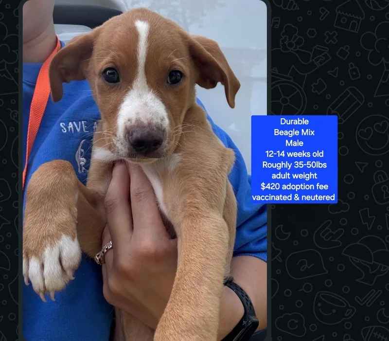A baby medium-sized male Beagle dog named Durable for adoption in Oviedo, FL