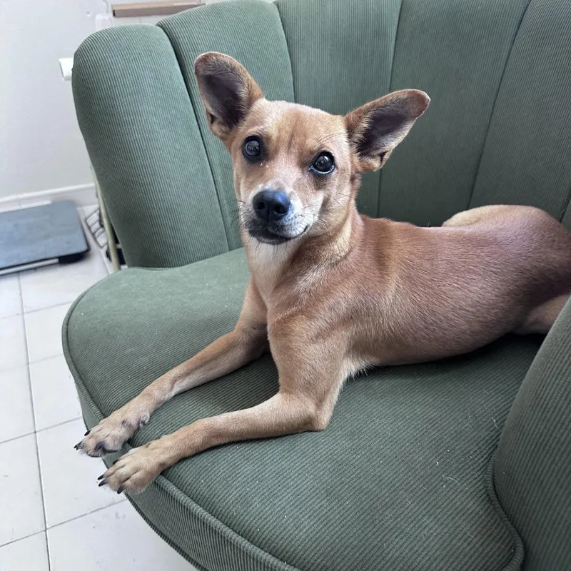 An adult small-sized female Mixed Breed dog named Honey for adoption in San Juan, PR