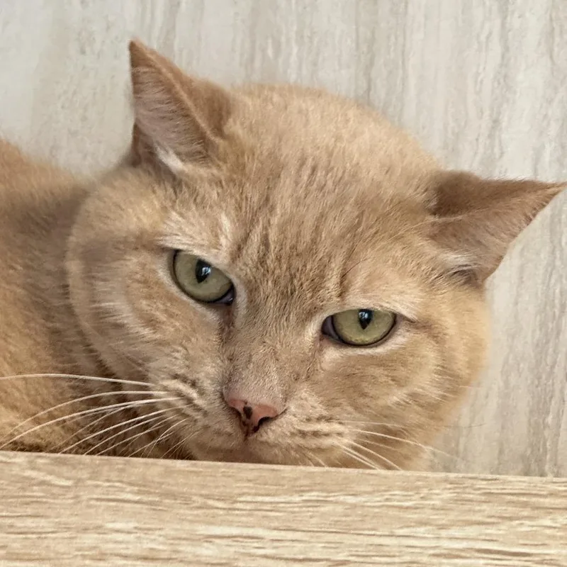 An adult large-sized male Orange / Red Domestic Short Hair cat named Simba for adoption in Franklin, TN