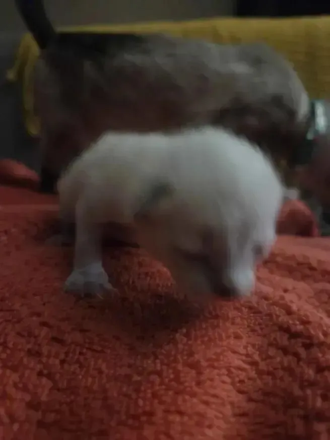 A baby small-sized male Siamese cat named Clapton for adoption in Grand Rapids, MI