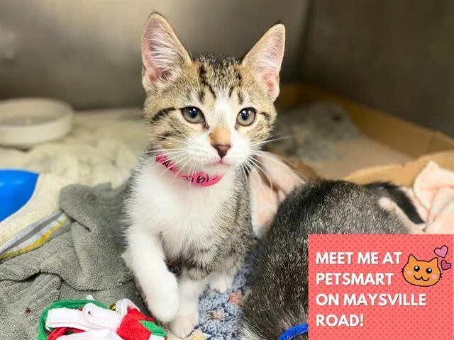 A baby small-sized female Domestic Short Hair cat named Daisy for adoption in Fort Wayne, IN