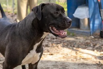 A baby medium-sized male Mixed Breed dog named Koda for adoption in Covington, LA