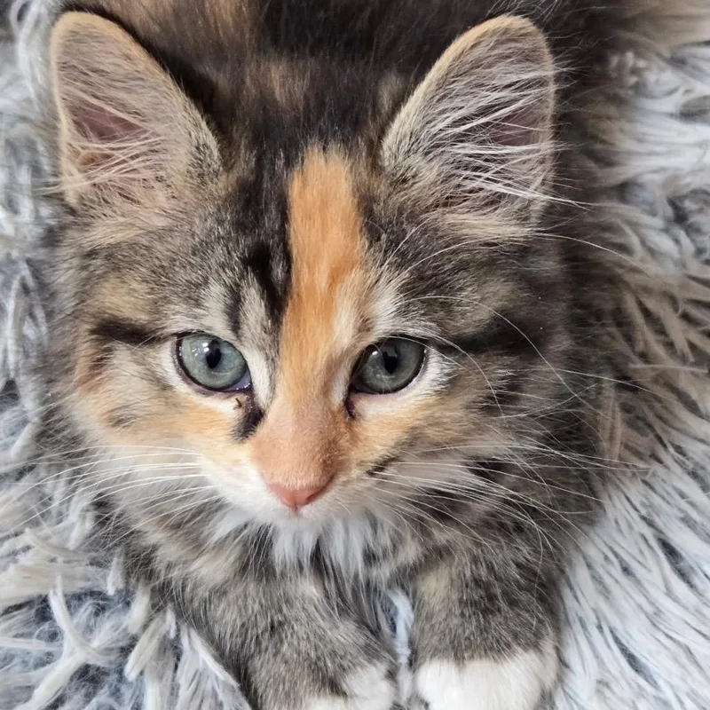 Scout