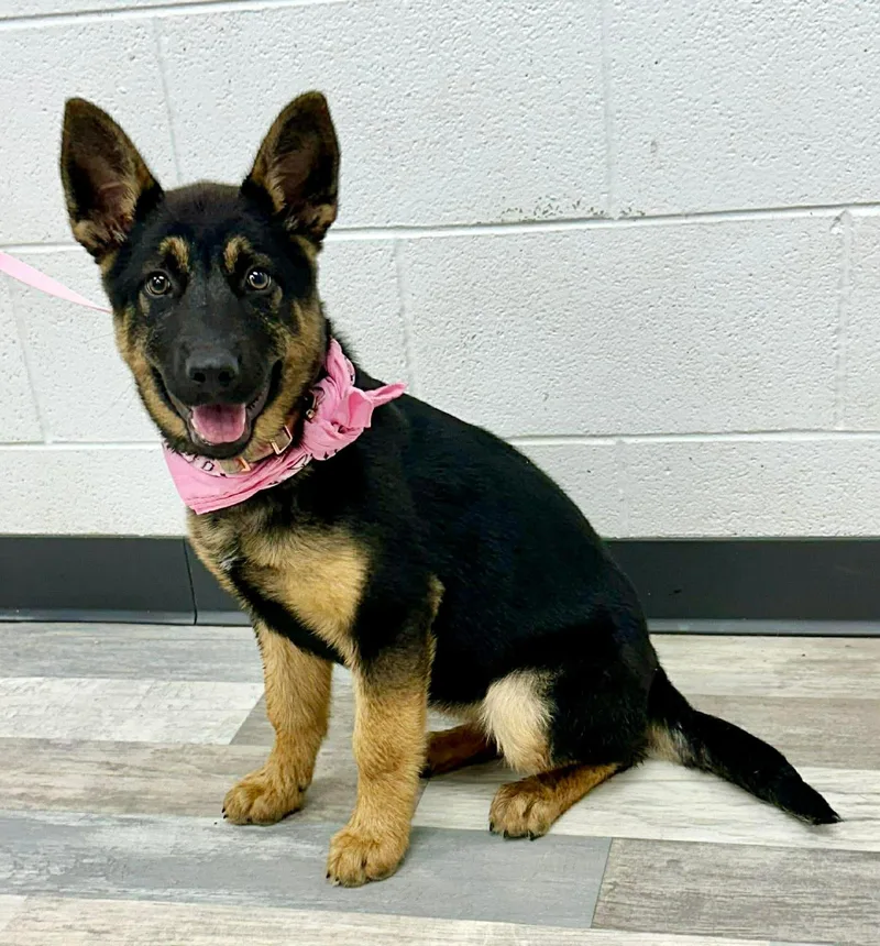 Harper The German Shepherd