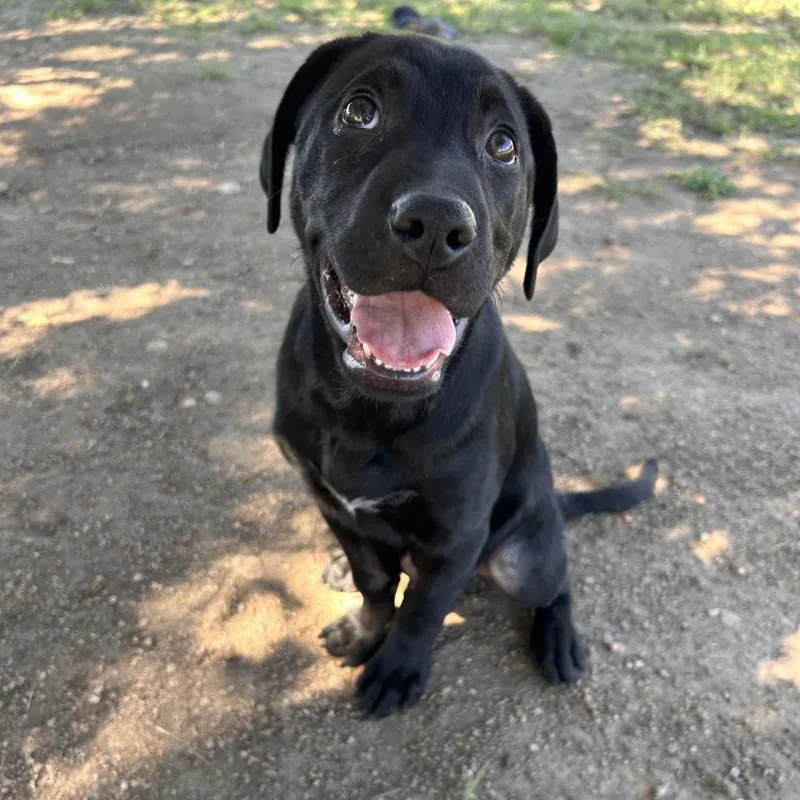 A baby small-sized male Black Labrador Retriever dog named Dracula for adoption in Buchanan Dam, TX