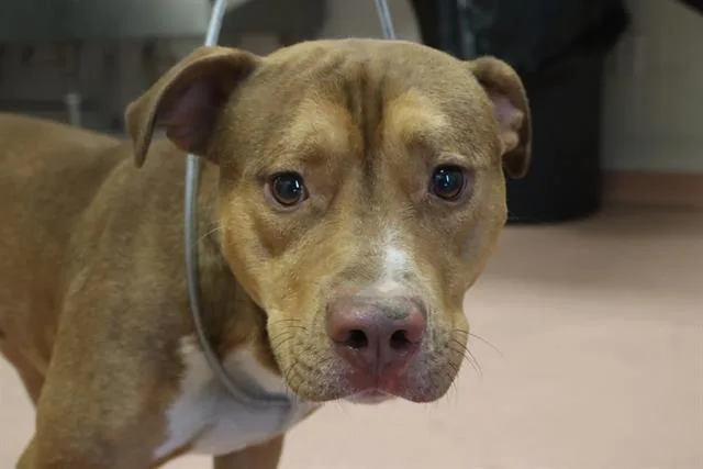 A young large-sized male Mixed Breed dog named Clarence for adoption in Columbia, SC