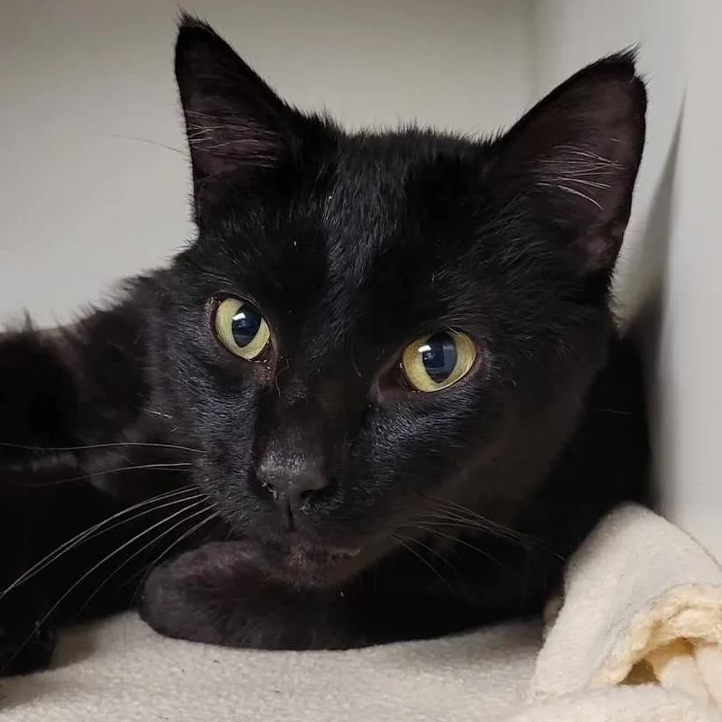 A young medium-sized male Black Domestic Short Hair cat named Black Jack for adoption in Robinson, IL