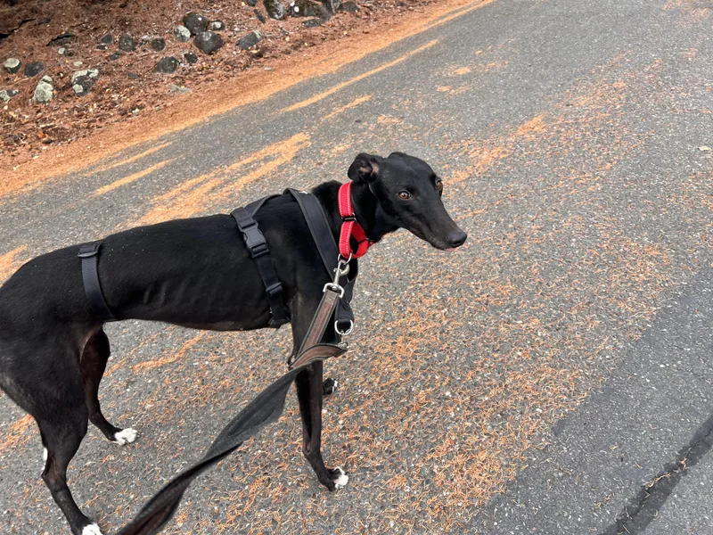 A young medium-sized female Black Greyhound dog named Buttons for adoption in Santa Rosa, CA