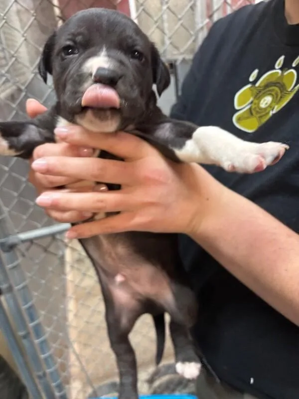 A baby small-sized male Black Pit Bull Terrier dog named River for adoption in Supply, NC