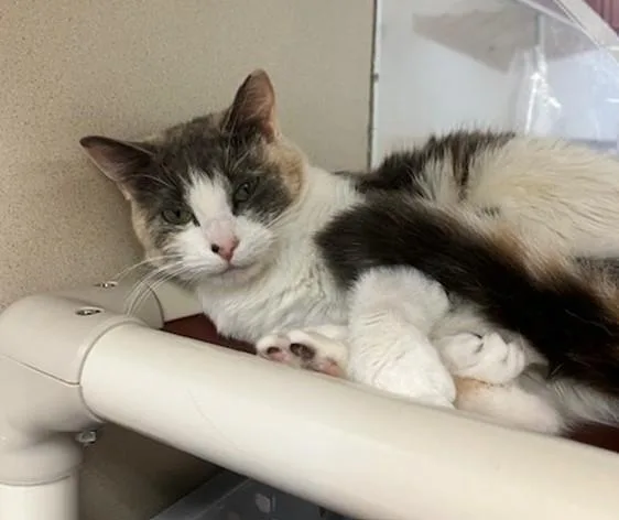 A young medium-sized female Domestic Short Hair cat named Isabelle for adoption in Springfield, MA