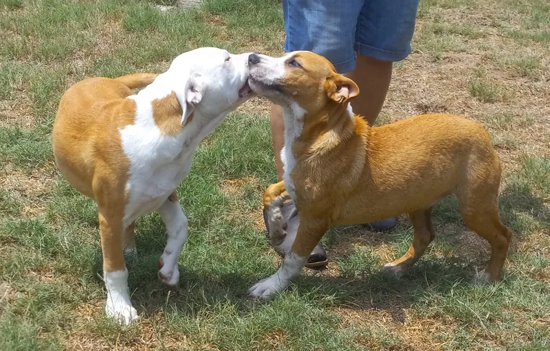 A young small-sized male Bicolor Pit Bull Terrier dog named Alejandro for adoption in Seguin, TX